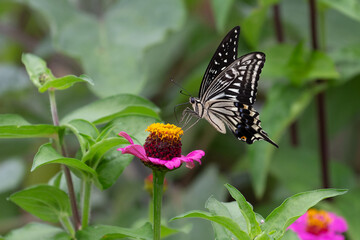 アゲハチョウとジニア