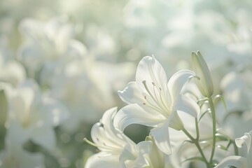 A close-up of elegant white lilies, delicate petals, and a subtle fragrance in the air, set against a soft-focus background of a wedding venue