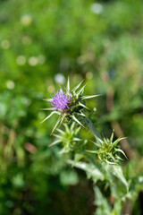 Flower head of milk thistle, medicinal wild plant, silybum marianum
