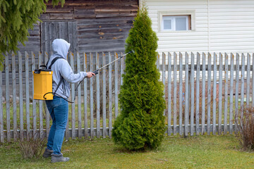 A woman sprays a thuja with disinfectant liquid. Spring treatment of plants against pests. Spray...