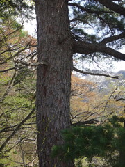 Japanese white pine trunk and bark