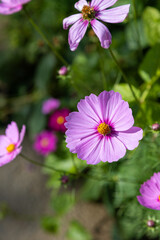 Fototapeta premium pink cosmos flower