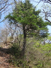 Obraz premium Japanese white pine growing along the ridge