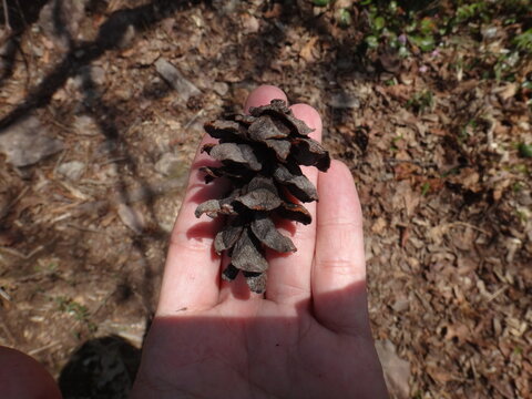 Japanese white pine cones found on the mountain trail