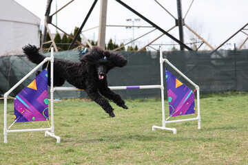 Dog training on agility field - 798581632