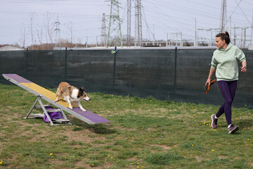 Dog with handler running acros seesaw in agility competition - 798581873