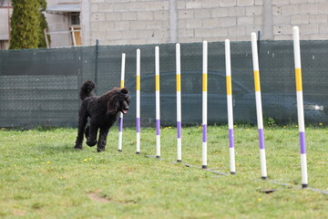 Dog running slalom on the agility field for dogs - 798582057