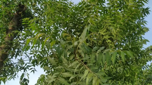 The blue spring sky and the fresh green Neem (Azadirachta indica) trees leaves swaying in the breeze.