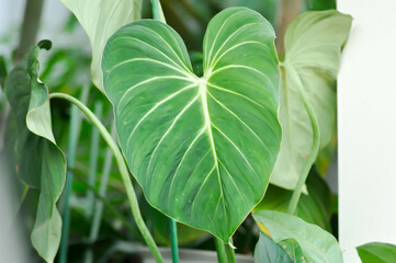 Philodendron Gloriosum ,Philodendron plant © jobrestful