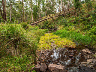 Wombat State Forest Creek