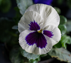 Detail of white and purple Viola flower.