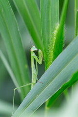 待ち伏せするカマキリ