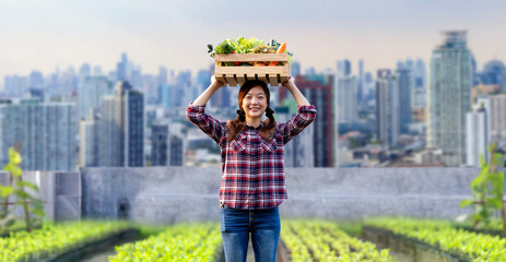 Asian woman gardener is harvesting organics vegetable while working at rooftop urban farming...