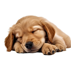 Sleeping Golden Retriever puppy isolated on a transparent background