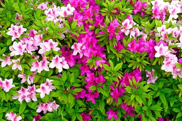 ピンクと白のツツジ