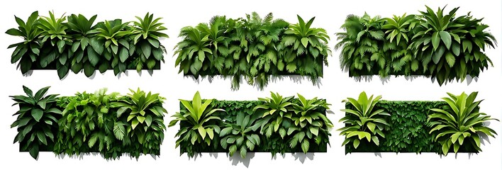 Obraz premium Set of green garden walls from tropical plants, isolated on white background, cut out 