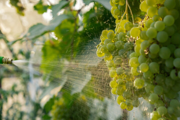 Close up of spraying insecticides and pesticides grape in vineyard open air during sunset. Harvest...