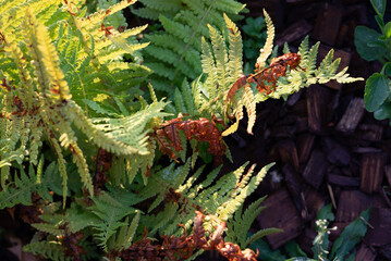 Houseplant disease concept. Fern davalia with yellow leaves on a white background. Copy space