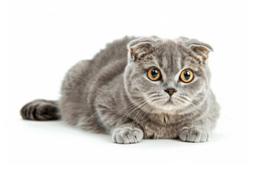 Scottish Fold Cat with Folded Ears on white background.