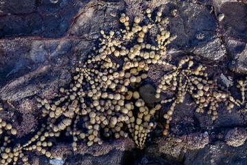 Seaweed in rockpools at Musick Point. Bucklands Beach, Auckland, Auckland, New Zealand.