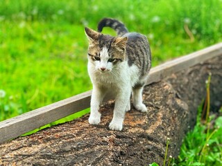 cat in the garden