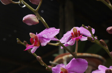 Phalaenopsis purple orchid flower, phalaenopsis or wrong with blur background. Purple phalaenopsis...