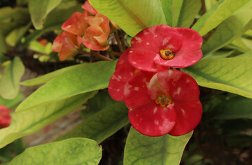 Creative layout made of pink flowers and green leaves. Natural concept
