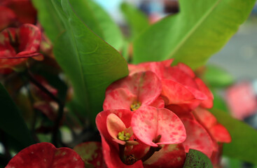 Creative layout made of pink flowers and green leaves. Natural concept