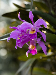 Cattleya Orchid flowers, the queen of orchids, purple flowers in the garden, nature background. Flowering plants