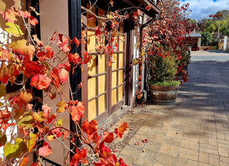 Bright red and orange grape leaves on a wall of old jouse, autumn climber plant foliage, fall sunny...