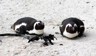 Jackass or Black-footed penguin (Spheniscus demersus) enjoying sunlight on Boulders Beach in Cape...