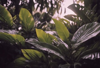 background green leaves Tropical