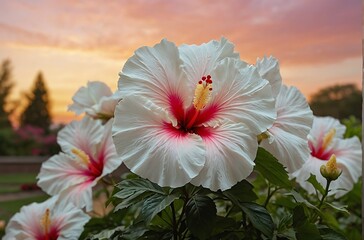 flower in the sky Sunset Serenity: Blooming White Hibiscus Garden