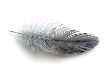 A single feather is elegantly placed on the right side of an isolated white background.