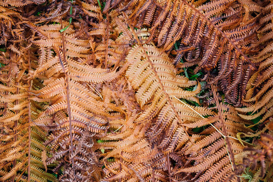 Magnificent golden Bracken Fern (Pteridium aquilinum) leaf with autumn colors in a wild forest. Natural yellow-brown natural autumn background and texture