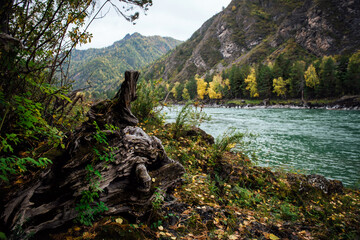 An old snag, a pine stump on the autumn shore with yellow leaves against the background of a turquoise mountain river, rocky mountains, bright autumn forest and sky. Autumn view of wild nature