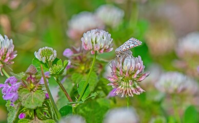 The red spotted moth (Utetheisa pulchella) is a moth belonging to the Erebidae family. Its beauty amazes.
