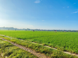 background view of green rice fields in the morning, clear weather, blue sky