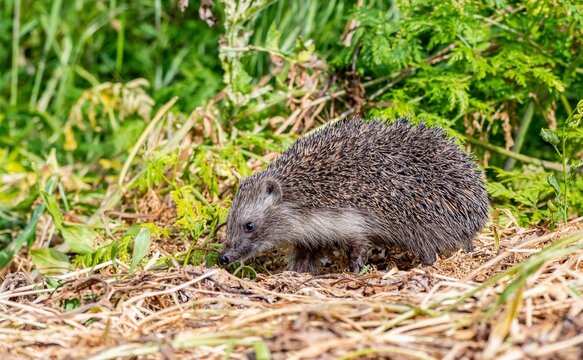 Southern White-breasted Hedgehog (Erinaceus concolor) is common in Europe and Turkey. Mostly bugs, slugs, worms, rarely small mice and snake puppies eat.