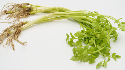 根がついている芹(セリ)