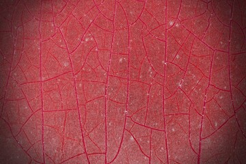 Abstract red texture background 