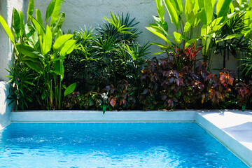 swimming pool with trees in tropical style .