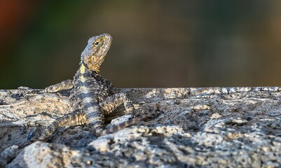 There are many Spiny lizards (Stellagama stellio) in the Hevsel gardens, which are on the UNESCO Heritage List in Diyarbakır. These Balkans, Turkey and a lizard species living in the Middle East.
