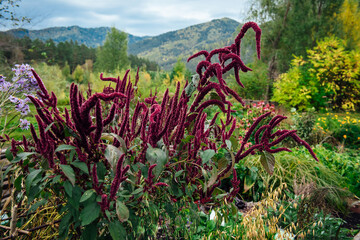 A general view of the blooming amaranth, red-purple in inflorescences against the background of a green garden. Cultivation of garden plants and flowers. Background on healthy vegetarian food