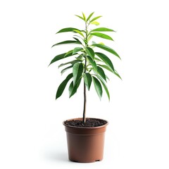 Young mango tree in a pot, isolated on a white background with plenty of copy space, perfect for articles on gardening and cultivation.