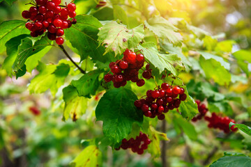 Red viburnum berries on a branch in the garden, in the park against a background of green foliage on a sunny autumn day. Red berries and viburnum leaves in autumn outdoors. Natural background