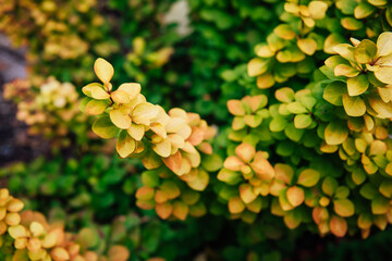 Yellow and green leaves and twigs of barberry on a bright autumn day in the garden. Beautiful yellow-green natural background with copy space