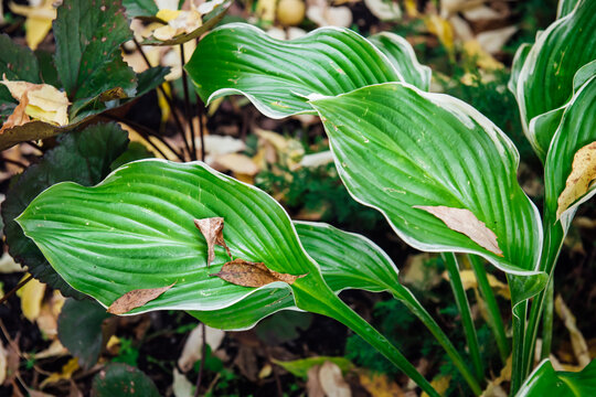 The top view of autumn Fragrant plantain lily (Hosta plantaginea) leaves. Bright green juicy leaves of Hosta clausa against the background of fallen dry autumn leaves. Seasonal autumn background
