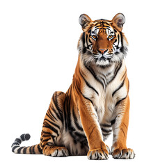 Obraz premium Tiger sitting on isolated transparent background