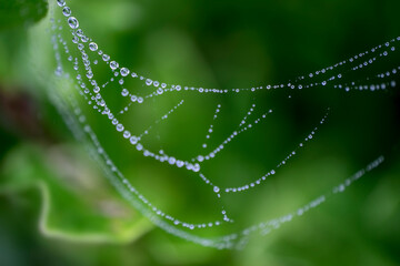 Spiderweb with dew droplets on green garden background. Only the top left and right part of the web is in focus. Narrow depth of field